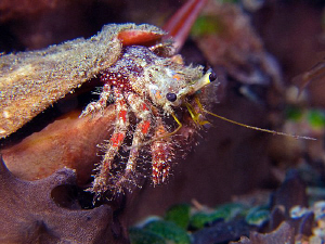 Hermit crab, Dili by Doug Anderson 